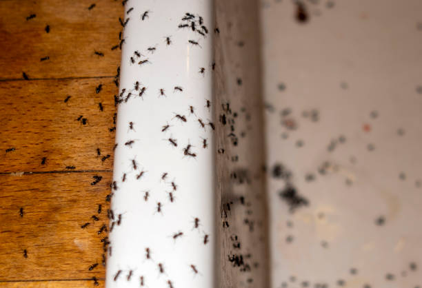 Reliable Gearhart, OR Pest Control Solutions