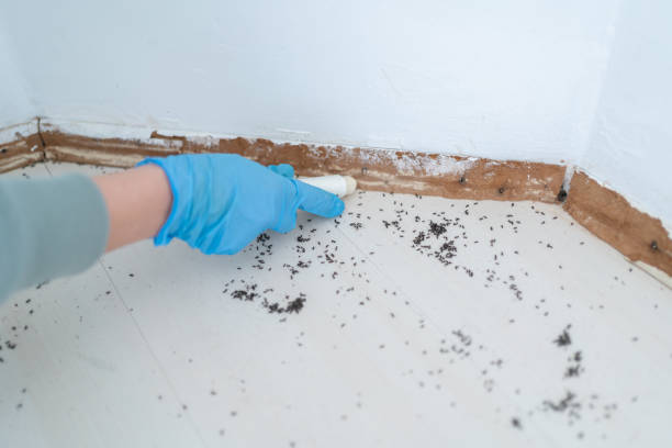 Best Spider Control Near Me  in Gearhart, OR